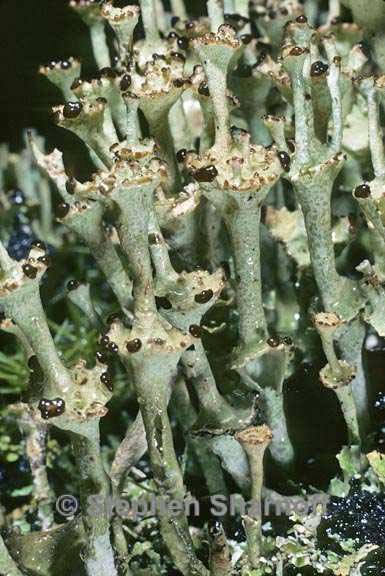 cladonia concinna 3 graphic