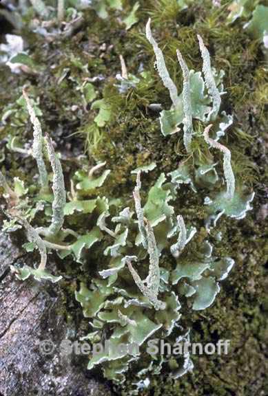 cladonia coniocraea 1 graphic