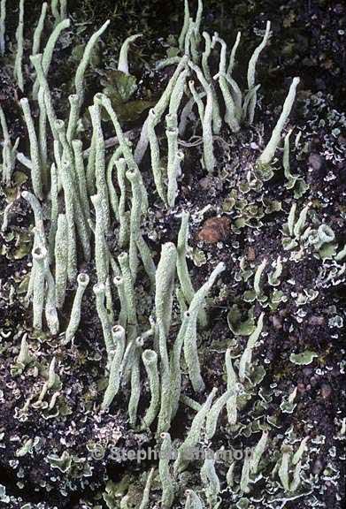 cladonia coniocraea 11 graphic