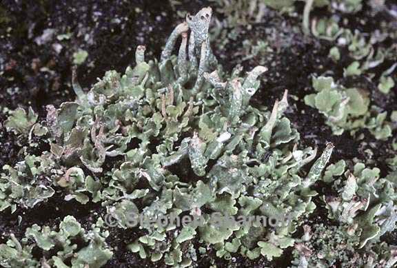 cladonia coniocraea 12 graphic