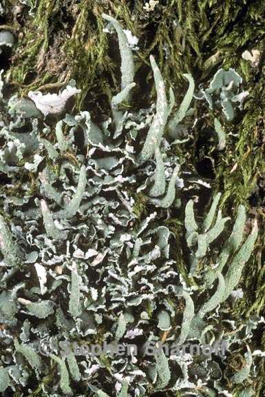 cladonia coniocraea 2 graphic