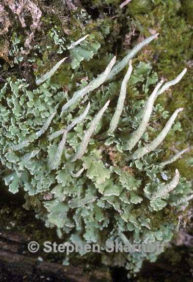 cladonia coniocraea 3 graphic