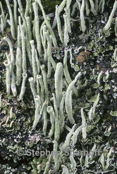 cladonia coniocraea 4 graphic