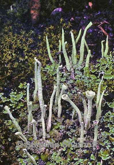 cladonia coniocraea 7 graphic