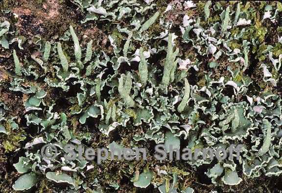 cladonia coniocraea 8 graphic