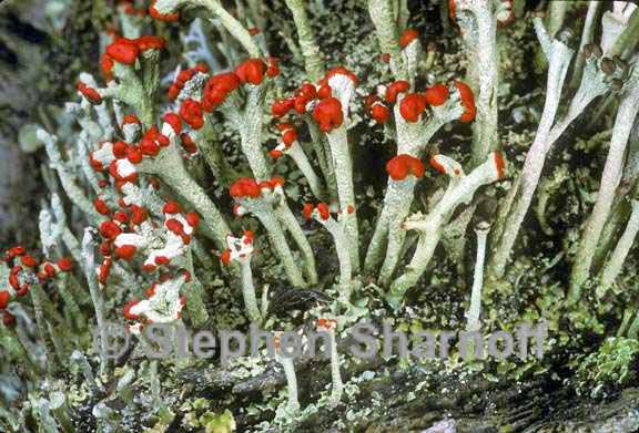 cladonia cristatella 1 graphic