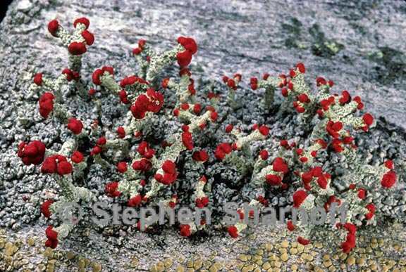 cladonia cristatella 10 graphic