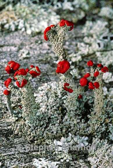 cladonia cristatella 12 graphic