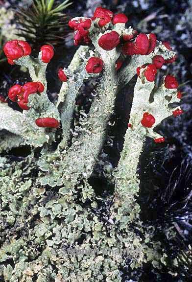 cladonia cristatella 13 graphic