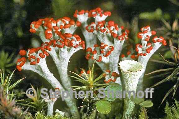 cladonia cristatella 2 graphic