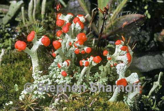 cladonia cristatella 3 graphic