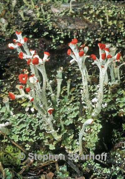 cladonia cristatella 4 graphic