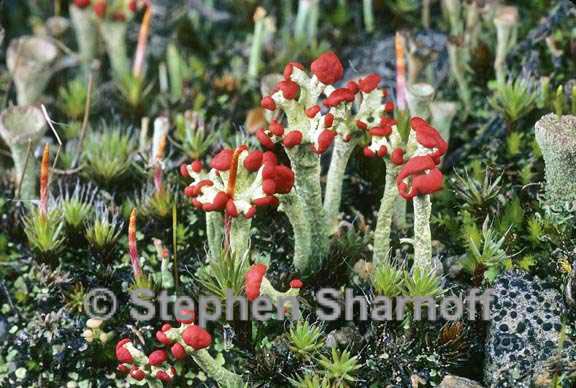 cladonia cristatella 5 graphic