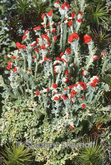 cladonia cristatella 6 graphic