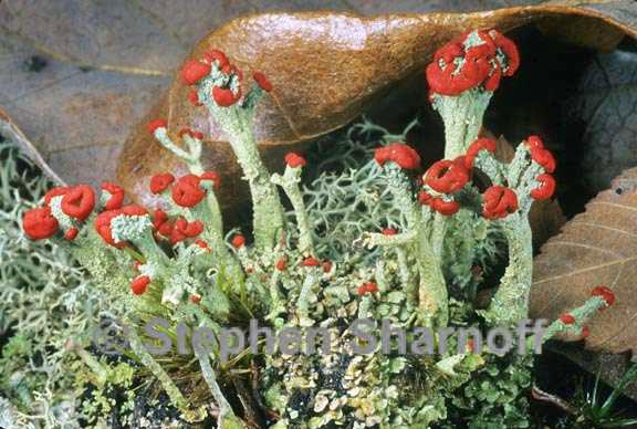 cladonia cristatella 7 graphic