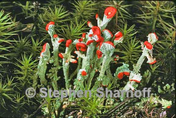 cladonia cristatella 8 graphic