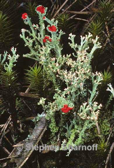 cladonia cristatella 9 graphic