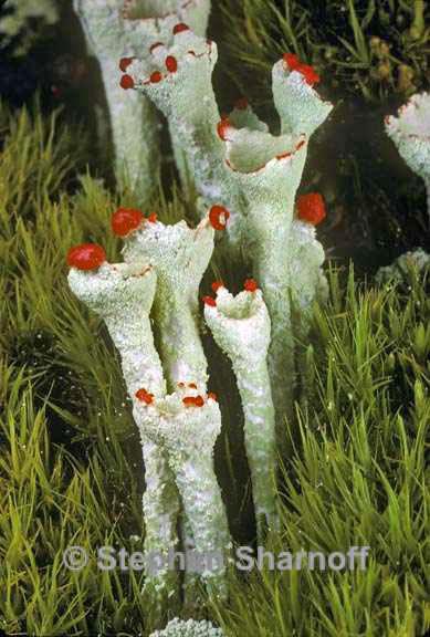 cladonia deformis 1 graphic