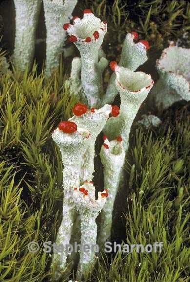 cladonia deformis 2 graphic