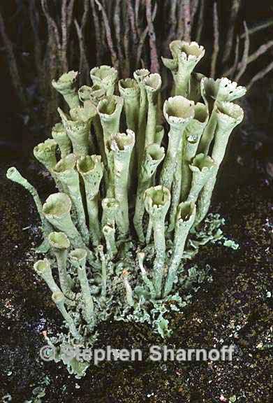 cladonia deformis 4 graphic