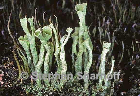 cladonia deformis 5 graphic