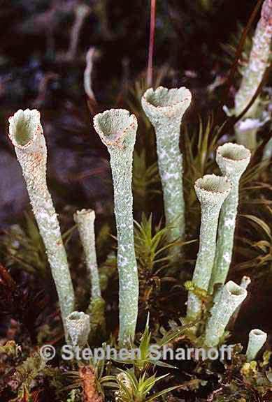 cladonia deformis 6 graphic