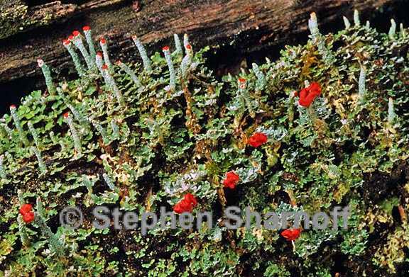 cladonia didyma 2 graphic