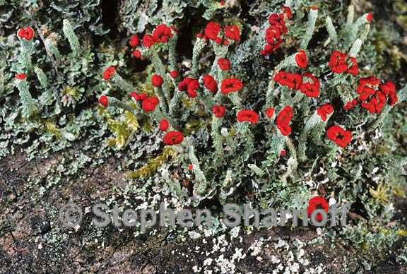 cladonia didyma 3 graphic