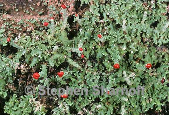 cladonia didyma 4 graphic