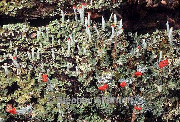 cladonia didyma 5 graphic