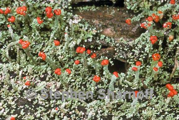 cladonia didyma graphic