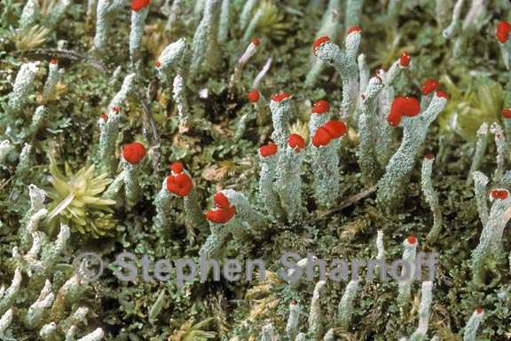 cladonia didyma vulcanica 1 graphic