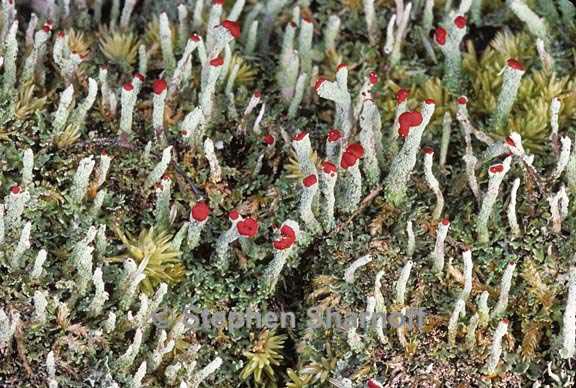 cladonia didyma vulcanica 10 graphic