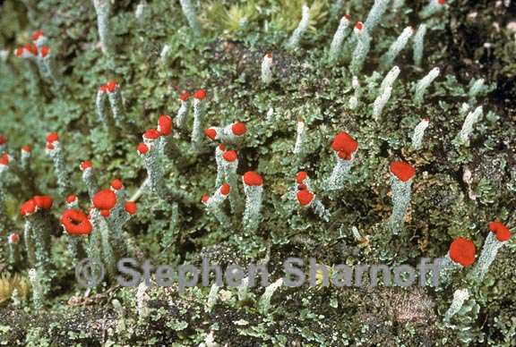 cladonia didyma vulcanica 2 graphic