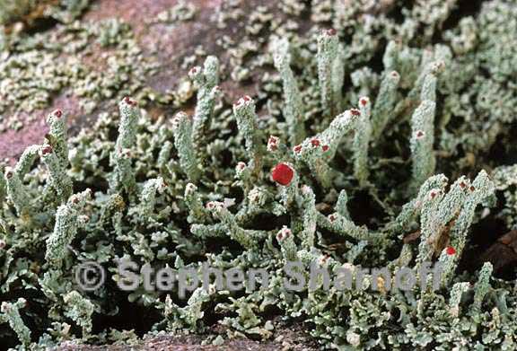 cladonia didyma vulcanica 3 graphic