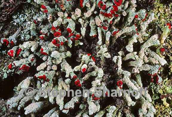 cladonia didyma vulcanica 4 graphic