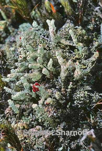 cladonia didyma vulcanica 5 graphic