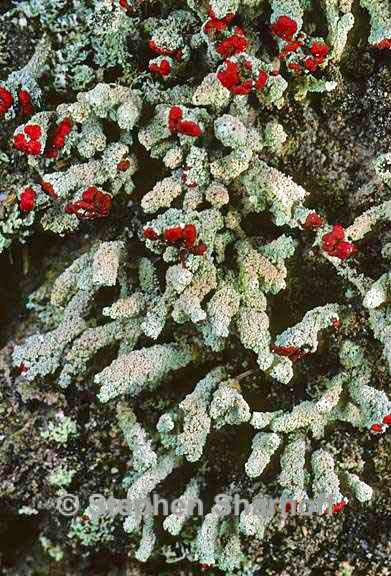 cladonia didyma vulcanica 6 graphic