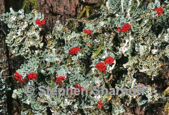 cladonia didyma vulcanica 7 graphic