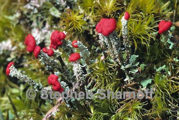 cladonia didyma vulcanica 8 graphic