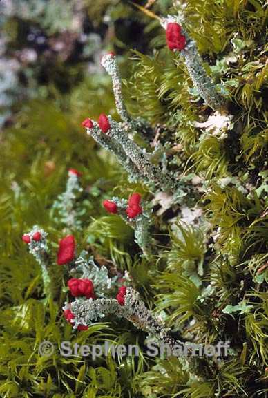 cladonia didyma vulcanica 9 graphic