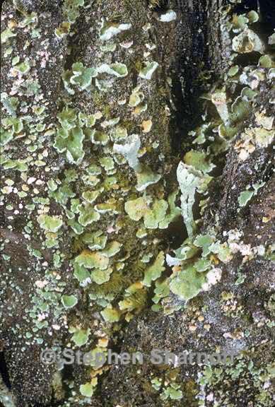 cladonia digitata graphic