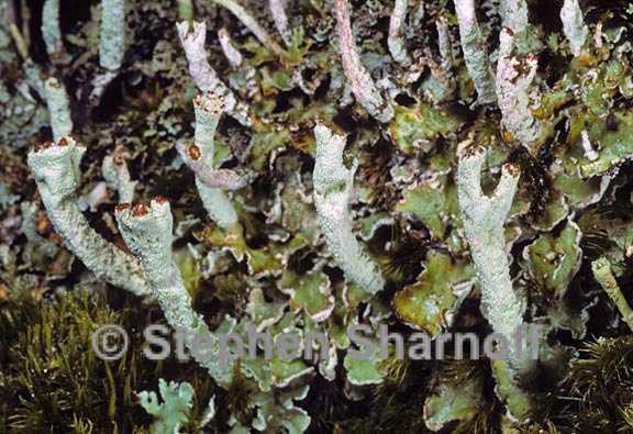 cladonia digitata 2 graphic