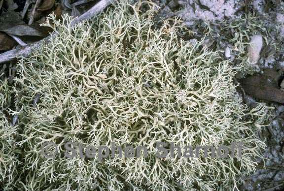 cladonia dimorphoclada 1 graphic