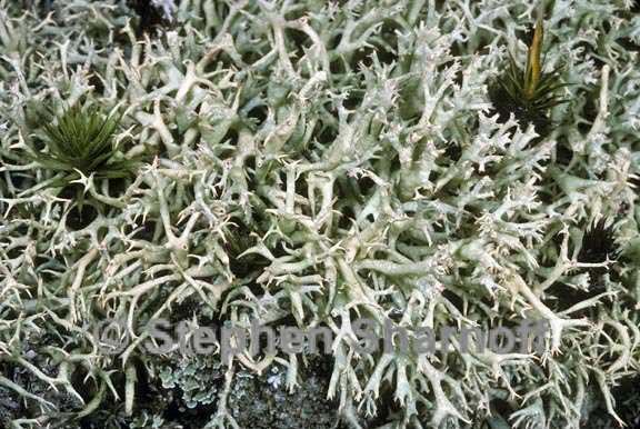 cladonia dimorphoclada 2 graphic