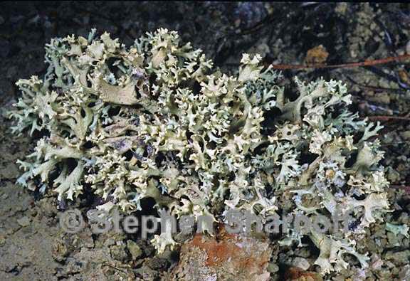 cladonia dimorphoclada 4 graphic