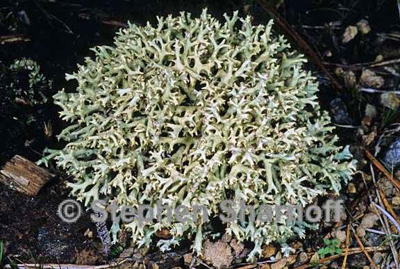 cladonia dimorphoclada 5 graphic