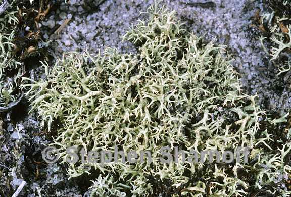 cladonia dimorphoclada 6 graphic