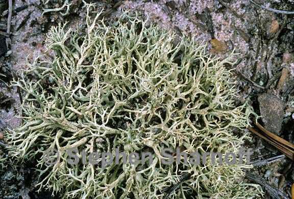 cladonia dimorphoclada 7 graphic