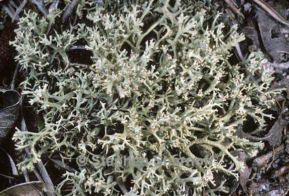 cladonia dimorphoclada 9 graphic